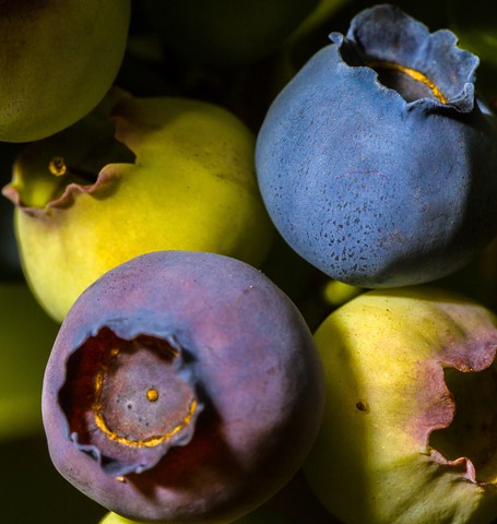 Photo by Mike Engles