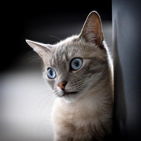 Photo by MarcNikonBelgium