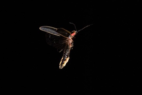 Photo by imarollingstone