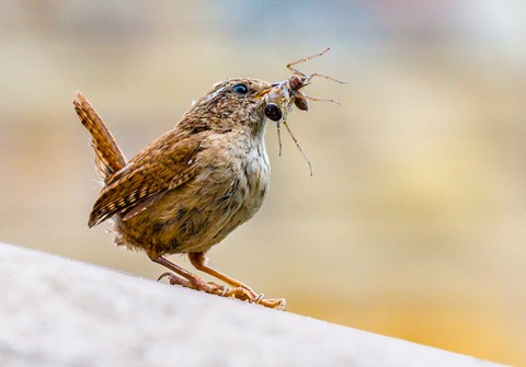 Photo by Mike Engles