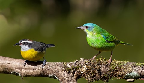 Photo by itamarcampos