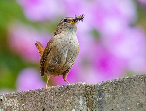 Photo by Mike Engles