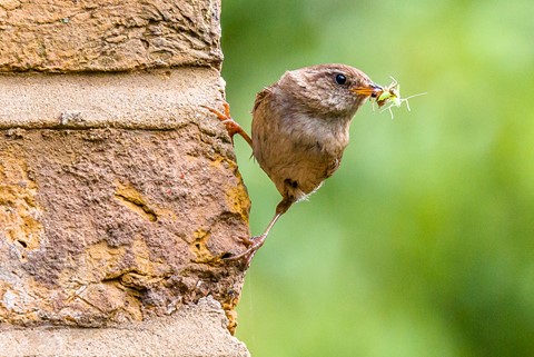 Photo by Mike Engles