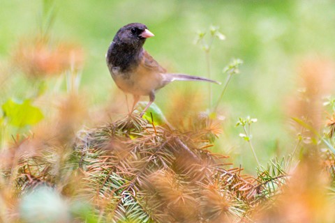 Photo by Jeep_Joseph