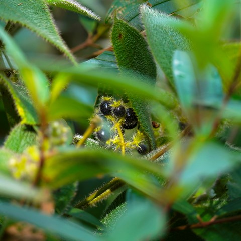 Photo by Fruit among the leaves