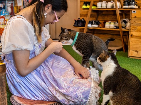 Photo by Having Fun with Cats