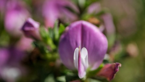 Photo by Wild Beauty