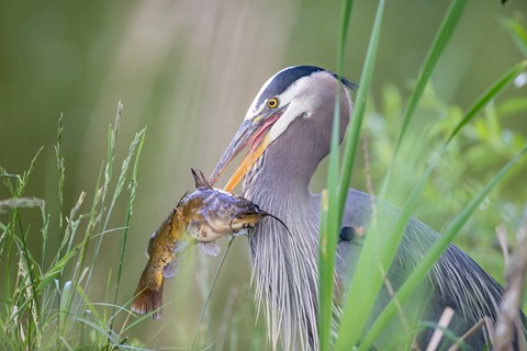Photo by Owa Tagu Siam