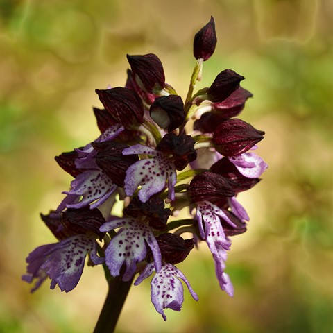 Photo by catastrophe