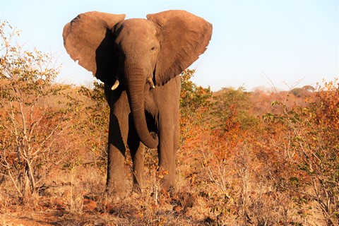 Photo by Nilesh Trivedi