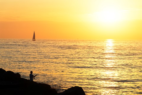 Photo by Great Bustard