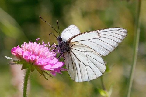 Photo by Black-veined white butterfly