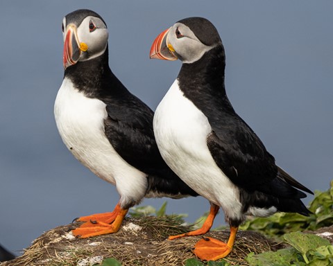 Photo by BouncingCzech