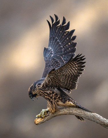 Photo by User6890126933