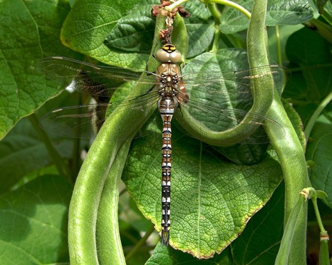 Photo by Richard the picture man