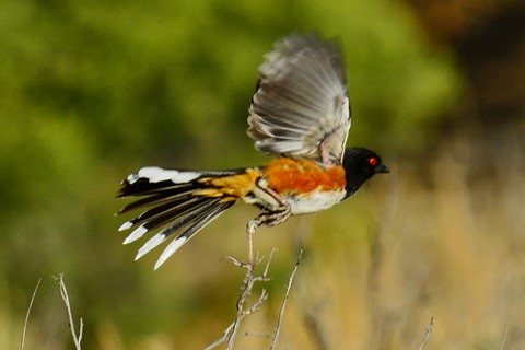 Photo by abiquiuense