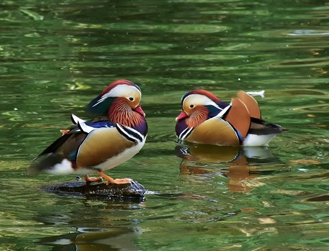 Photo by Nelson Matt_BR