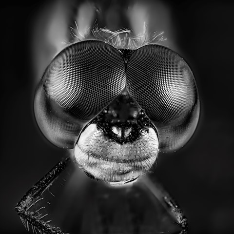 Photo by Canonman1960