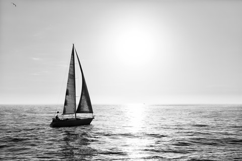 Photo by Great Bustard