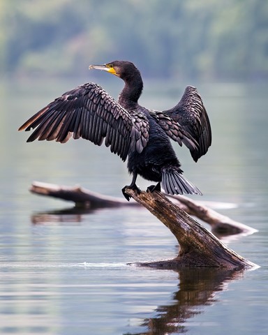 Photo by photobob1950