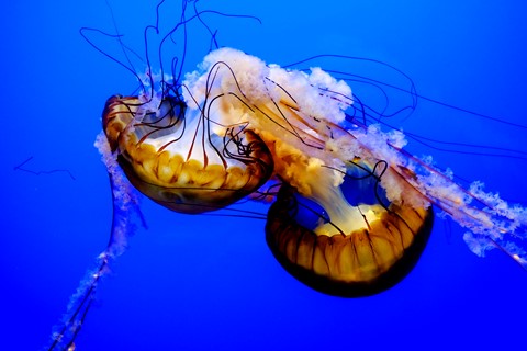 Photo by MagelaCabreraArias