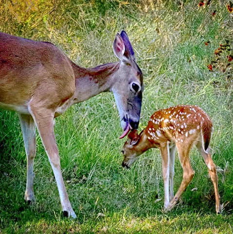 Photo by TX Photo Doc