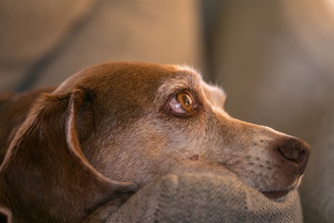 Photo by johncecilian