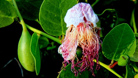 Photo by Shiann Yang