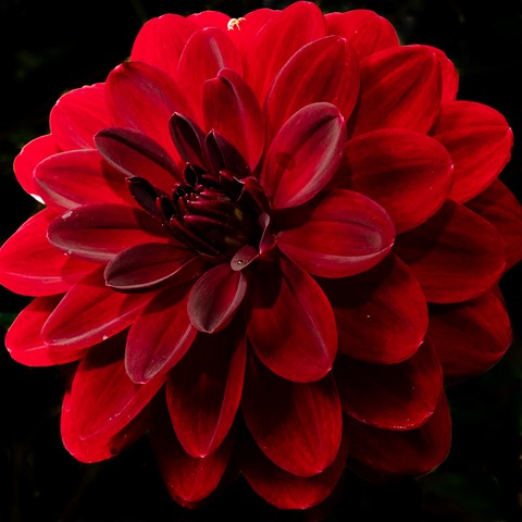 Photo by softmarmotte