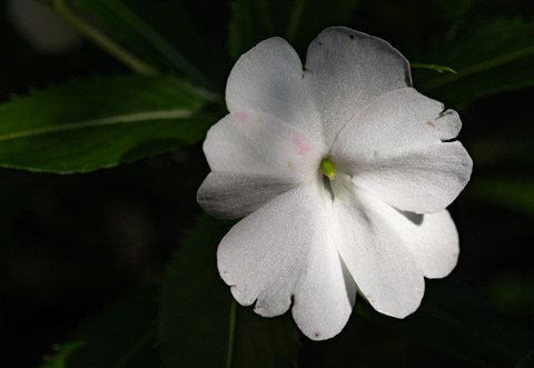 Photo by johncecilian