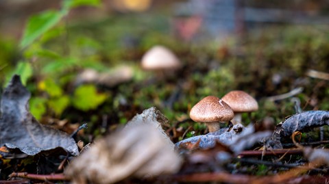 Photo by gacharnaaah