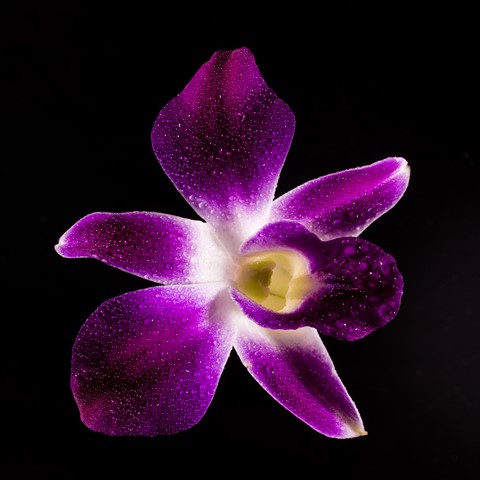 Photo by Rajesh Prasad