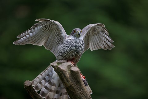 Photo by Henk holland