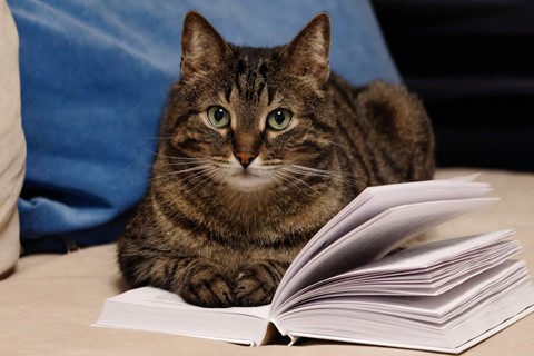 Photo by manishtushu