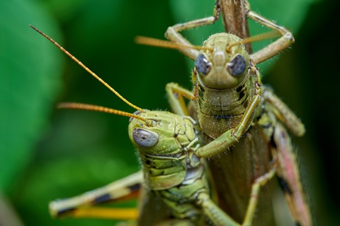 Photo by BrentSchumer