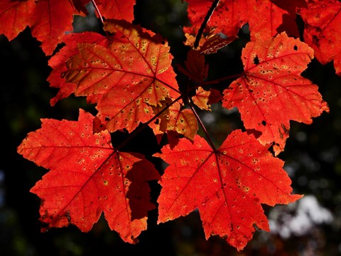 Photo by Meia Gisborn