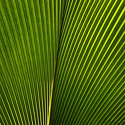 Photo by James Korringa