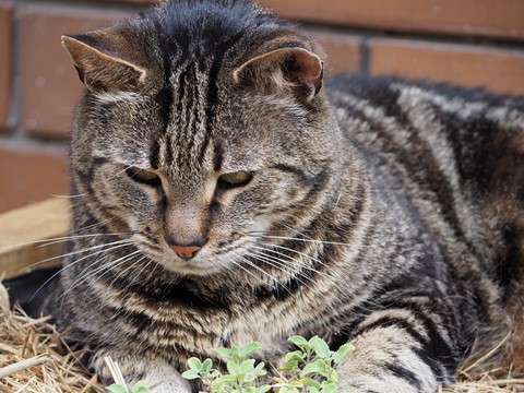 Photo by Pets in an urban environment