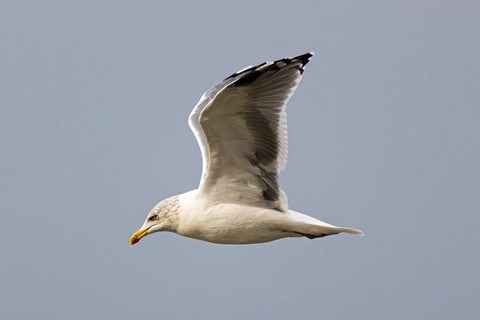 Photo by Silberbauer