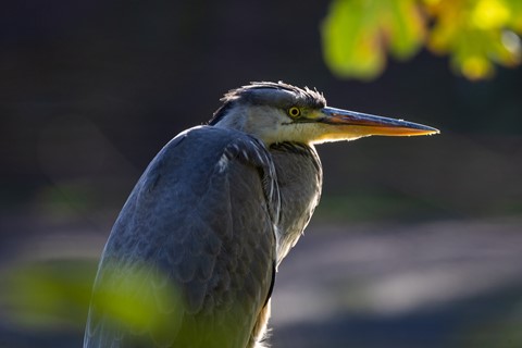 Photo by Silberbauer