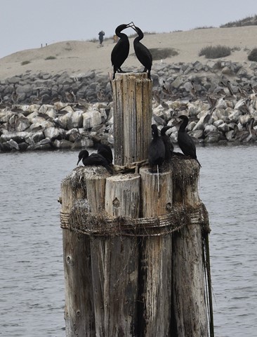 Photo by jacqueparees