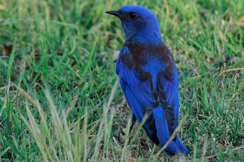 Photo by A Blue Bird