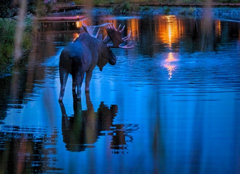 Photo by Mitchmeister