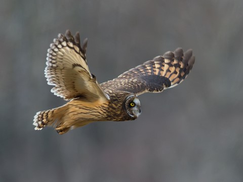 Photo by skygardener