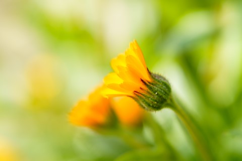 Photo by DoctorKajita