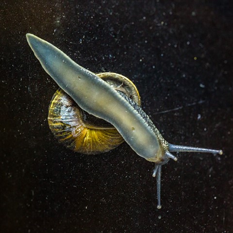 Photo by Mike Engles