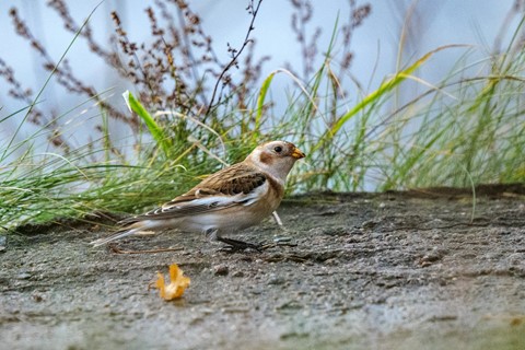 Photo by Snow bunting