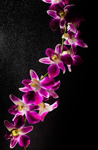 Photo by Rajesh Prasad