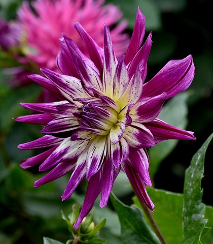 Photo by jacqueparees