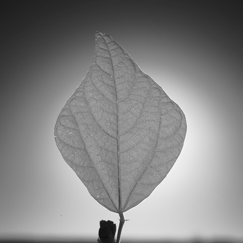 Photo by JohnSmithsOtherBrother